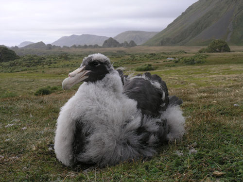 Southern Giant Petrel by Rowan Treblico